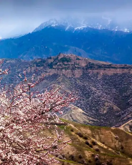 《大西沟杏花》 车静摄 拍摄地:伊犁哈萨克自治州霍城县