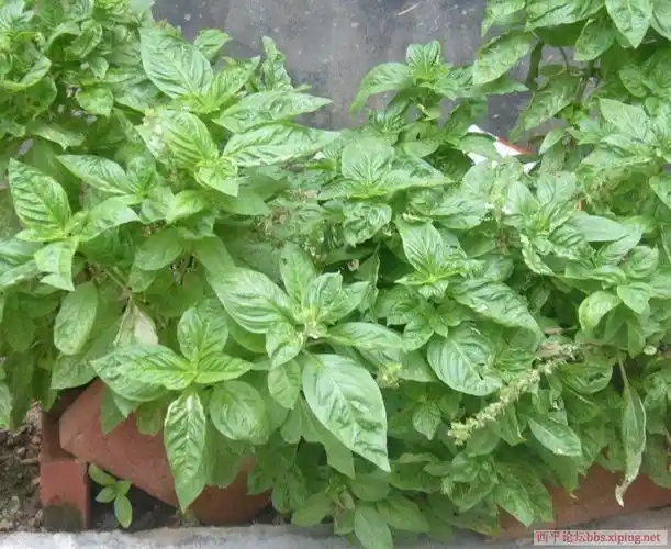 这种当地俗称"香草"的植物到底是什么?