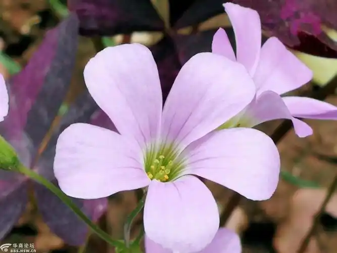 紫色幸运草开花了