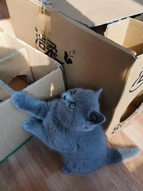 沐米猫舍 英短 编号111:英短纯蓝色 蓝猫