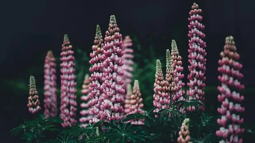 唯美花海高清自然风景图片桌面壁纸