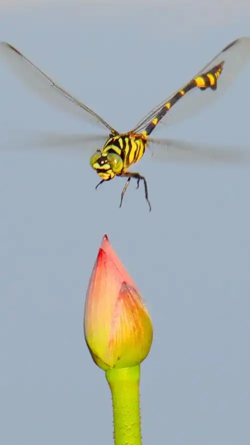 蜻蜓和莲花蕾 iphone 壁纸