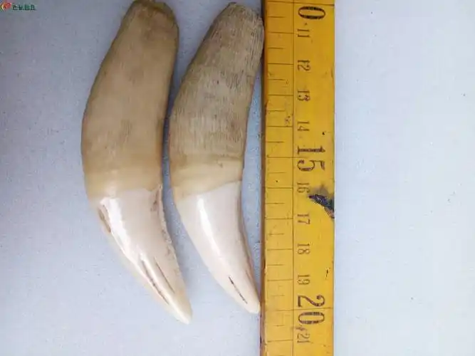 03正宗老包浆华南虎上牙一对10厘米