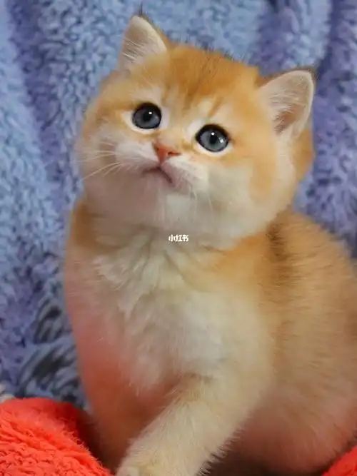 她这么可爱,一定要记录啊97#笔记灵感  #金渐层