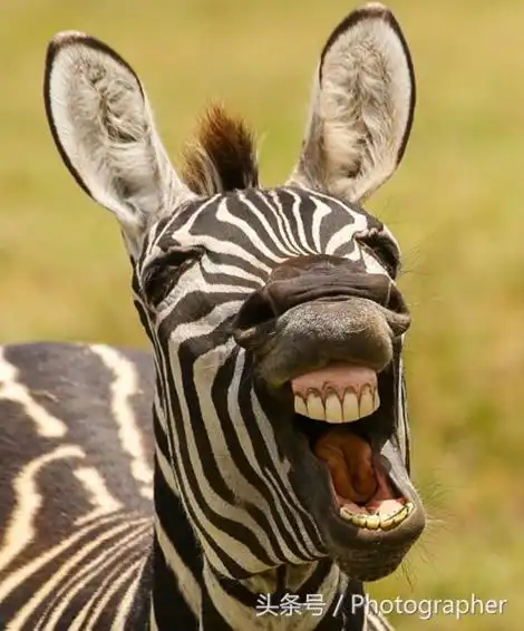 超逗动物表情包 不信你不笑