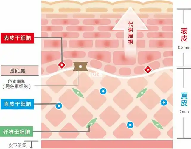 7399更重要的要深入学习了解皮肤的层次结构.
