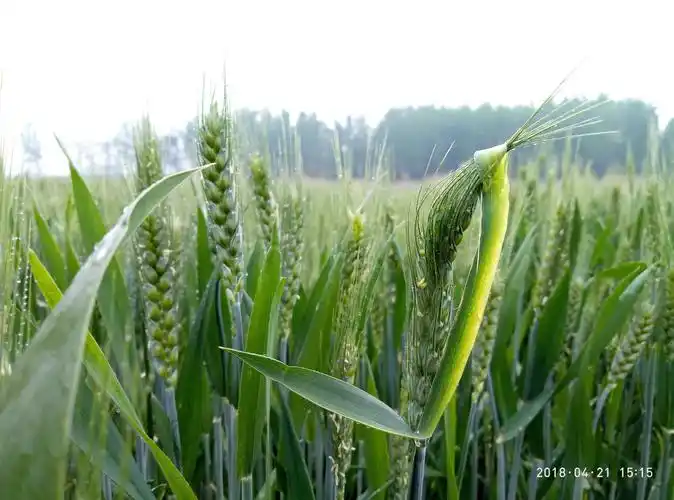 当你清闲时来到绿油油的麦田,会感受到大自然的美,也使你的心情更加