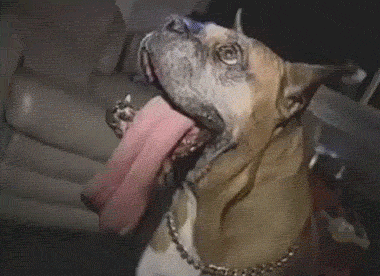 380_276gif 动态图 动图