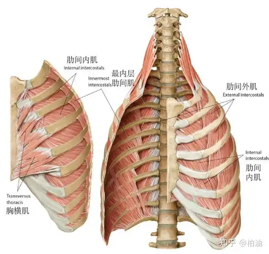 如何拉伸肋间肌改善含胸