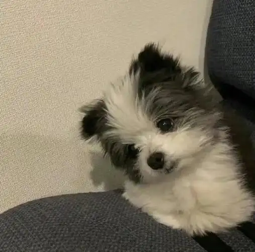 可爱狗狗wechat头像