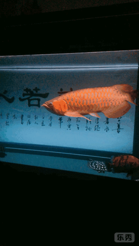 小编:我曾经为了看招财猫吃食等了一天一夜,最多连续观看20个小时