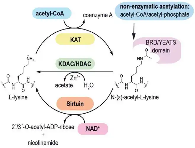 a1.乙酰化修饰描述