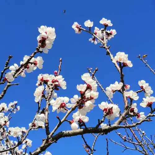 岱下二月杏花娇