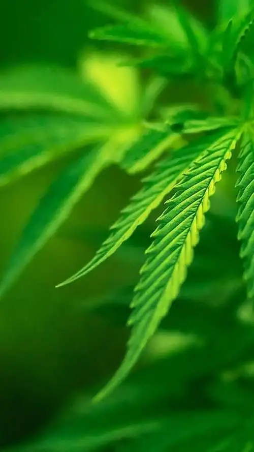 640_1138竖版 竖屏