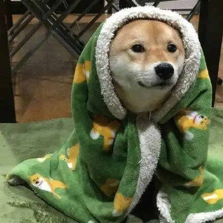 (狗勾裹被子表情包)_被子_勾裹表情