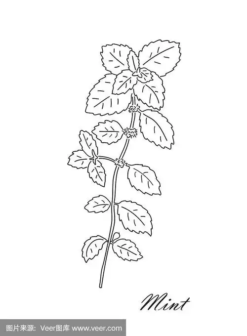 在白色背景上分离的薄荷茶草本植物.