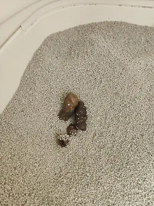 【讨论】猫屎一部分黑色,一部分黄白色,是正常的吗?