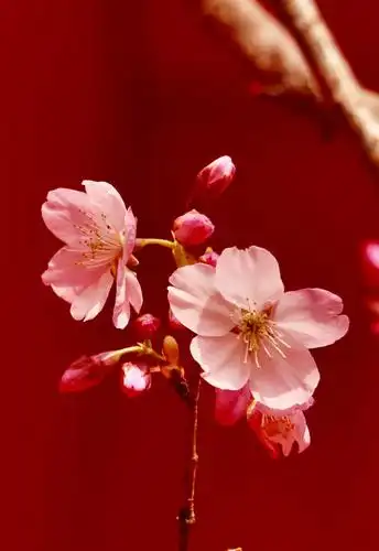 回车桌面>图库>春日唯美樱花风光意境>相关标签春日唯美樱花风光意境