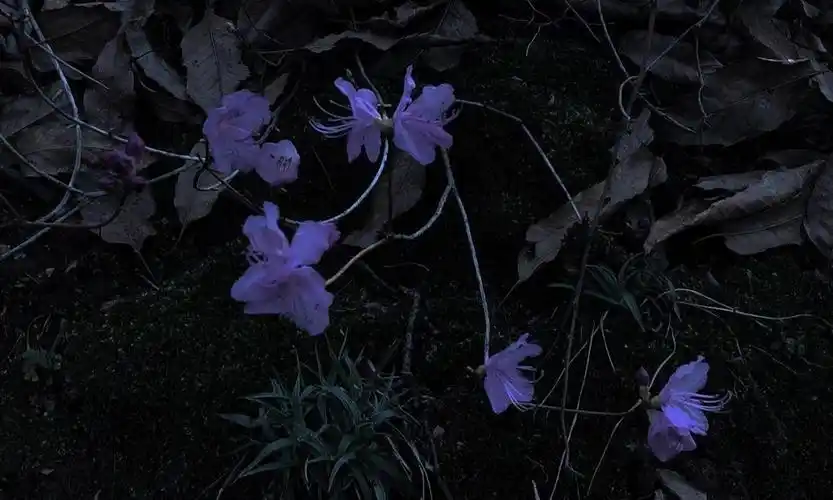 花/08ins:hyehahahaha - 堆糖,美图壁纸兴趣社区