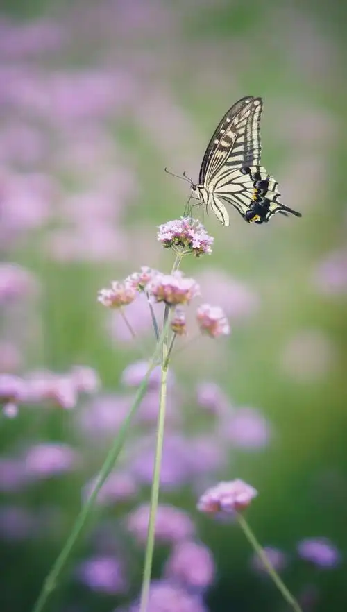 花海蝴蝶飞