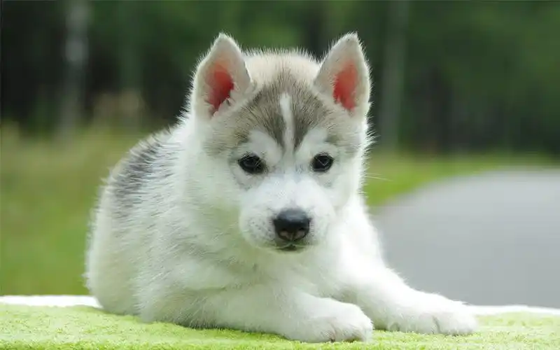 哈士奇幼犬萌萌哒超级可爱的小狗高清图片电脑桌面壁纸下载