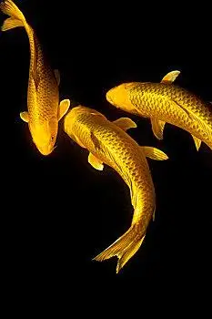 鲤鱼图片_鲤鱼图片大全_鲤鱼图片素材