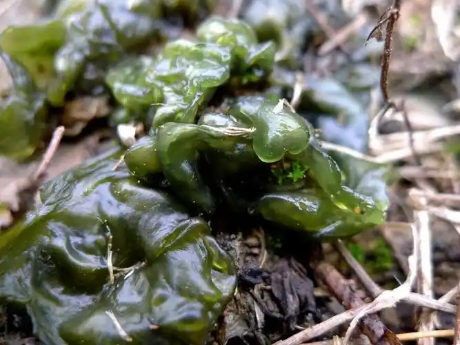 地木耳你吃过吗益气明目比鸡蛋更高价值