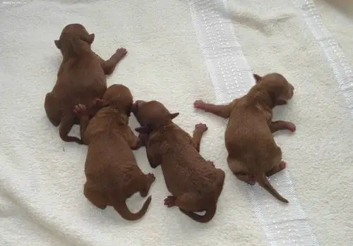 这就是刚出生的泰迪狗,是不是很像小老鼠呀!