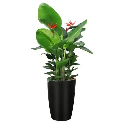 盆栽天堂鸟中大型绿植鹤望兰花卉欧式室内大厅观叶盆栽大型绿植