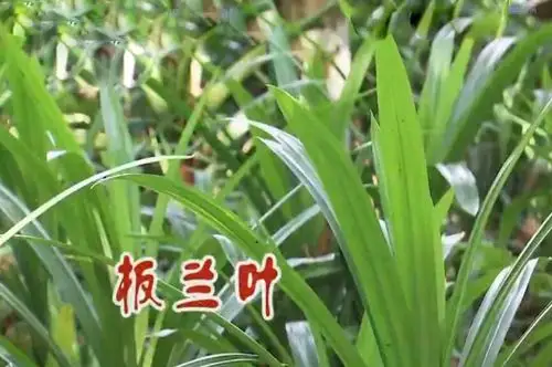 把板兰叶加入粽子,给食物提色,提味!