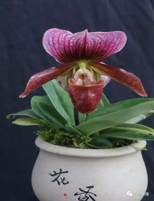 兜兰魅力促就贵州辉煌