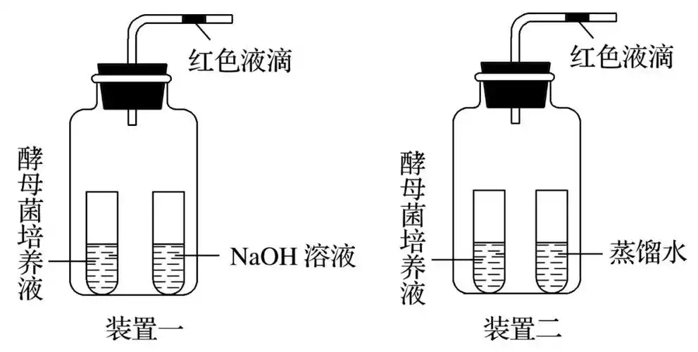 a.装置一中液滴左移,装置二中液滴右移,说明酵母菌只进行无氧呼吸b.