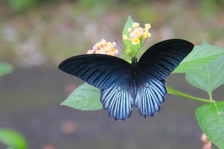 黑凤蝶