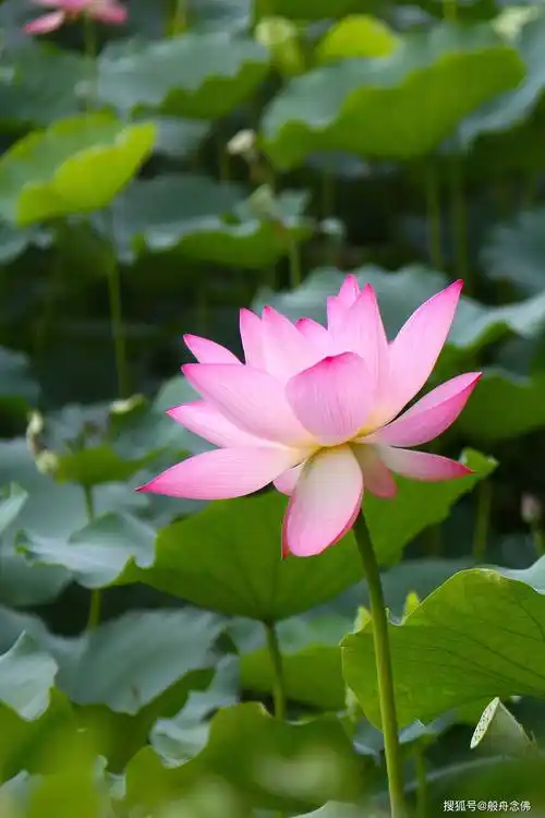 悲华经里边讲的有关阿弥陀佛这么多劫积功累德成就极乐世界