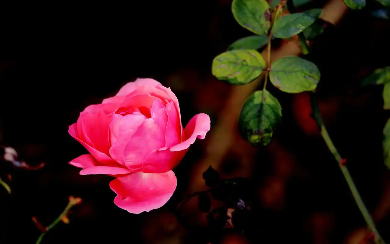 网罗最热门的明星,美女,卡通,系统手机壁纸等,美桌