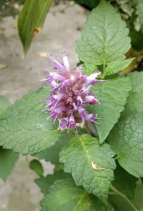 不引人的花结香和薄荷