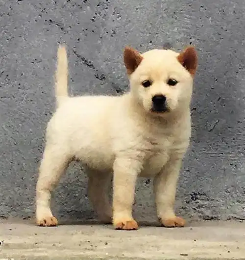 中华田园犬中的三大名犬,重庆就有一种,却濒临灭绝