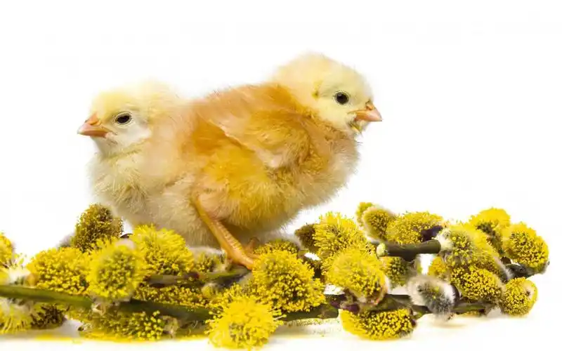 高清晰小鸡壁纸