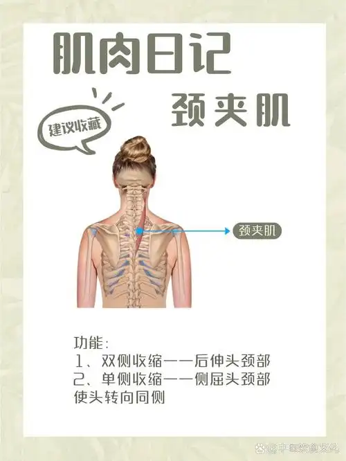 肌肉日记之颈夹肌 颈夹肌 起止点 起点:第3-6胸椎的棘突 止点:第2-3