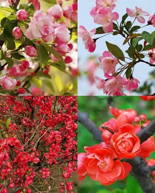 有院子就种这3棵树老祖宗的吉祥话不得不信