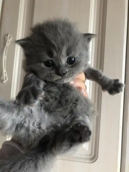 英短蓝白蓝猫,还有只长毛找新家啦