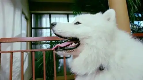 《神犬小七3》小雪向边慕求教,小七哀求边慕帮助小雪