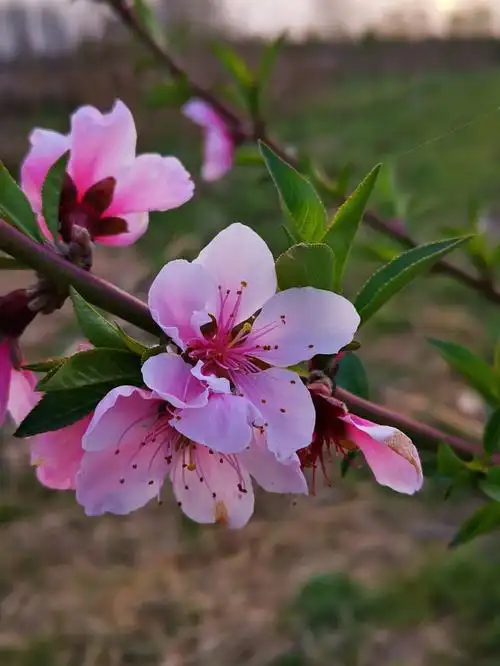 春天的时候,百花都开了,大家可以一起看看 - 篇篇花草网
