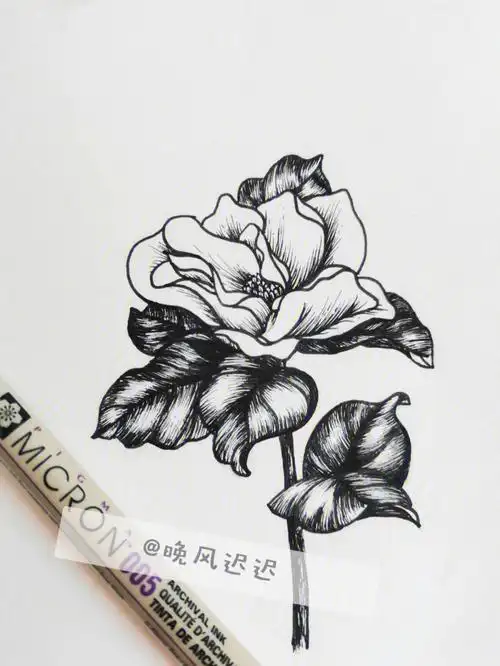黑白线描花卉丨附步骤