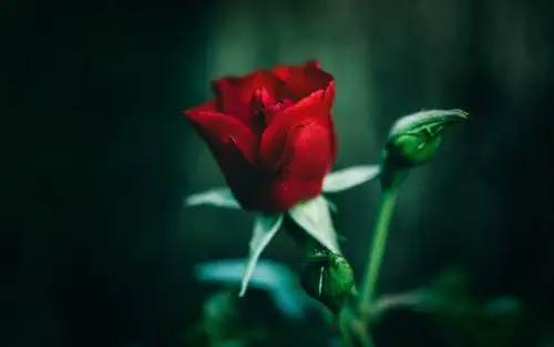 首页 桌面壁纸 娇艳似火的红玫瑰电脑壁纸上一张下一张查看原图