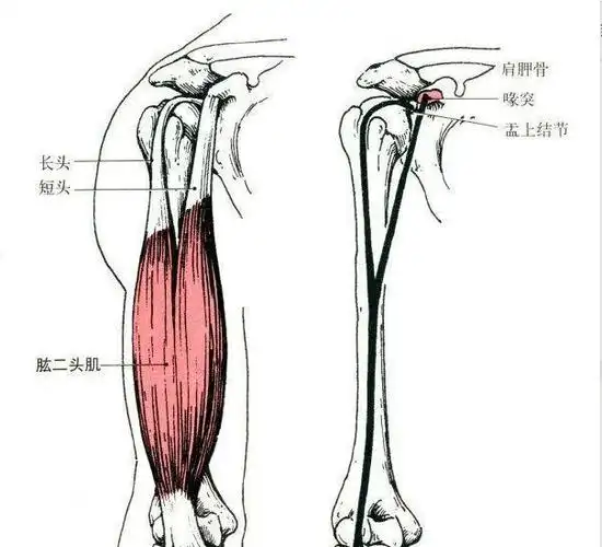 弯举针对于肱二头肌的动作原来有着这么多的细节与讲究