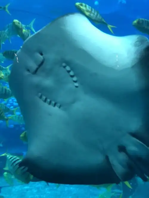 看着会微笑的蝙蝠鱼,真的好搞笑哦!