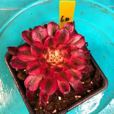 高端法师锦红颜法师单头老桩一物一拍多肉植物莲花张科红覆轮变异