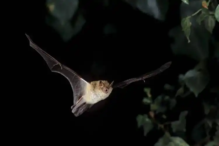 无人,横图,室外,夜晚,正面,美景,植物,蝙蝠,野生动物,叶子,法国,欧洲