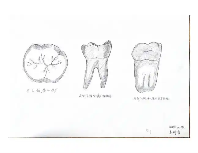 牙体素描照片_page-0008.jpg